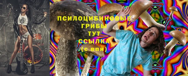 индика Новодвинск
